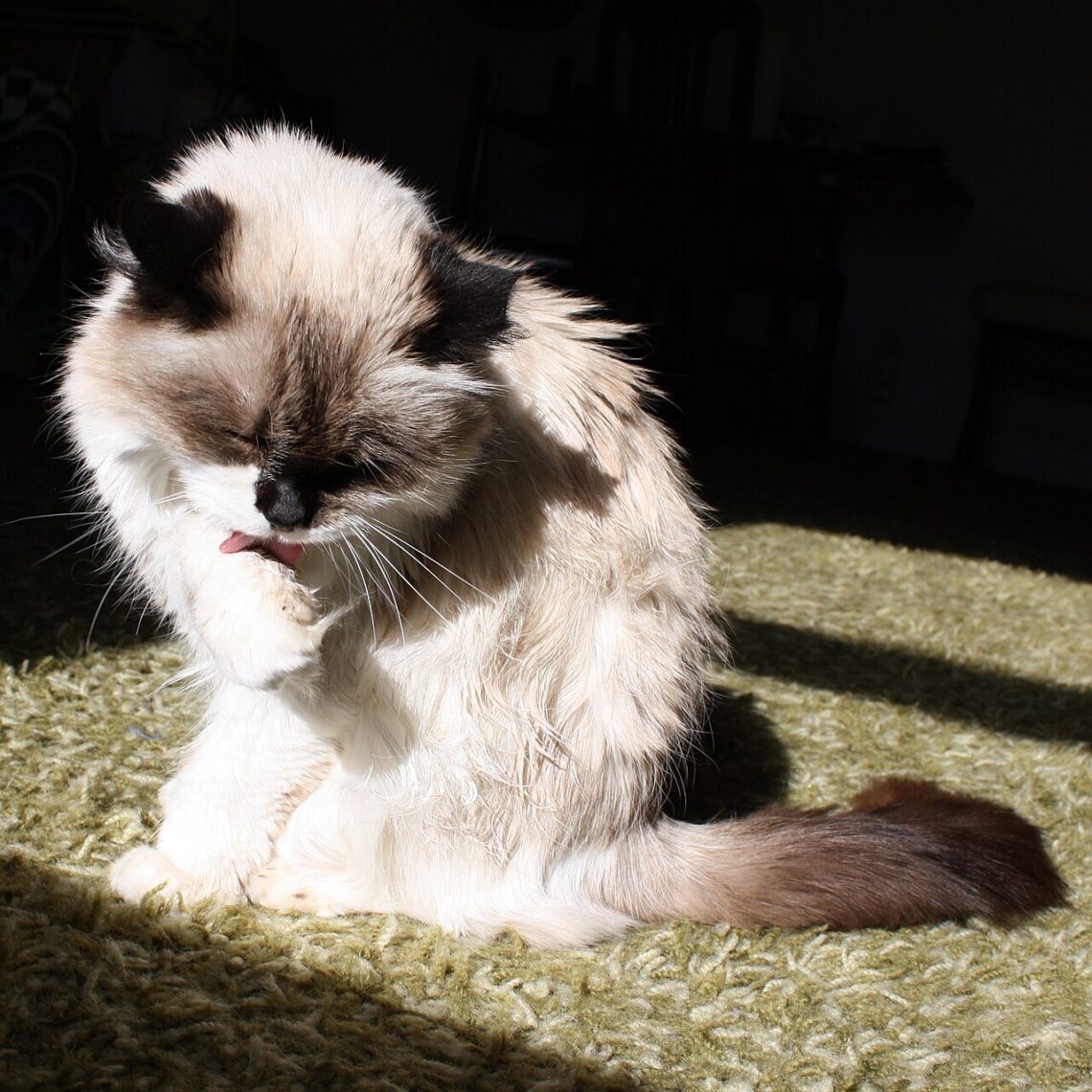 A cat staring in disappointment at a bowl full of food