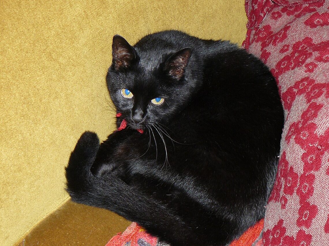 A grey cat clinging halfway up a pair of curtains