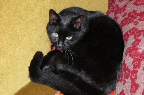 A grey cat clinging halfway up a pair of curtains