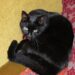A grey cat clinging halfway up a pair of curtains