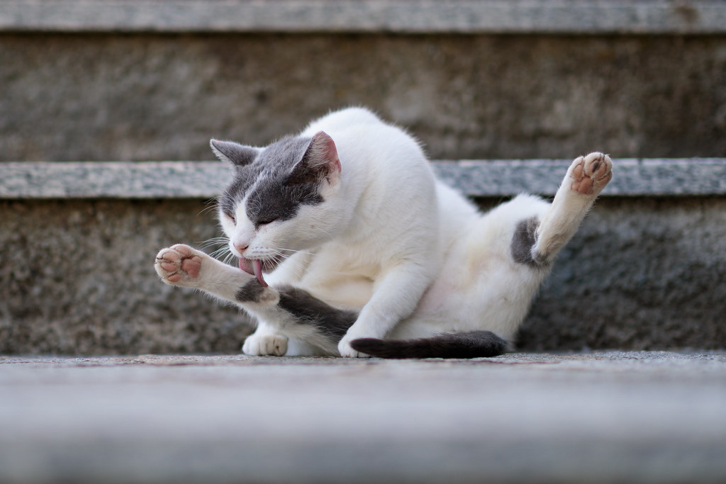 Long Leap