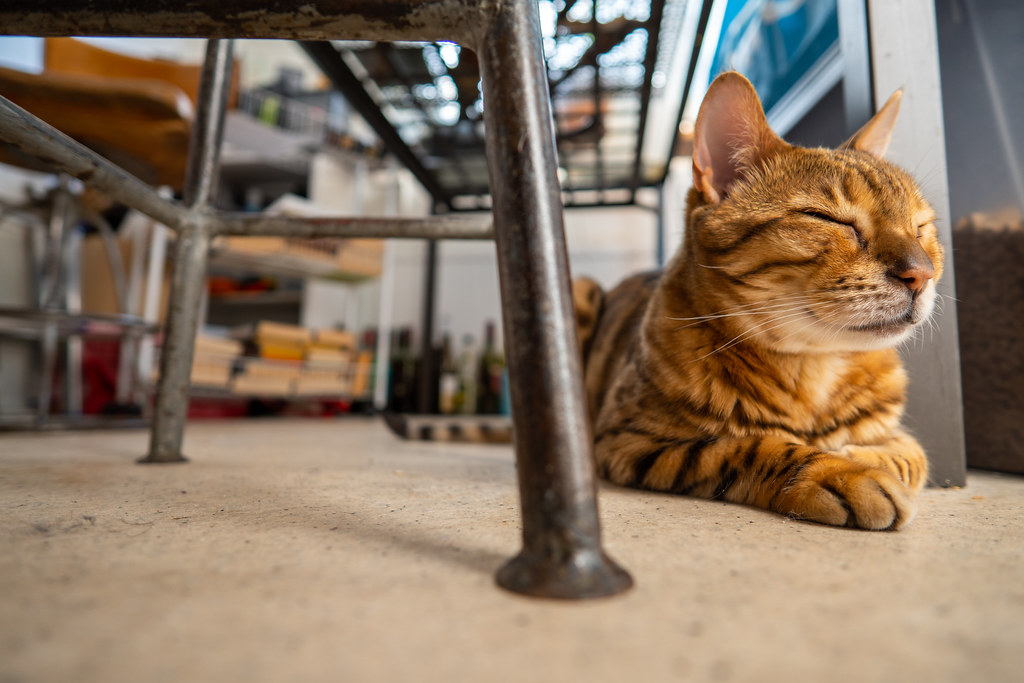 About Meowlympics Sports Academy