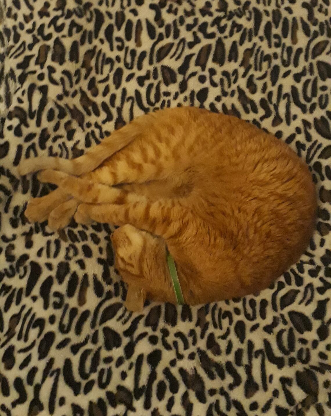 A cat stretched out in a bright patch of sunlight on a wooden floor