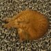 A cat stretched out in a bright patch of sunlight on a wooden floor